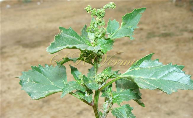  Flowering shoot